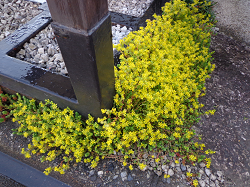DSC00037
