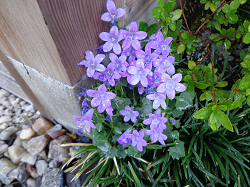 DSC00036