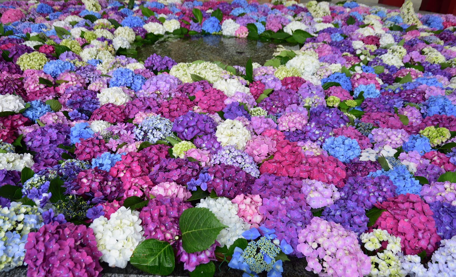 太宰府天満宮 紫陽花の花手水 むら智の徒然なるままに
