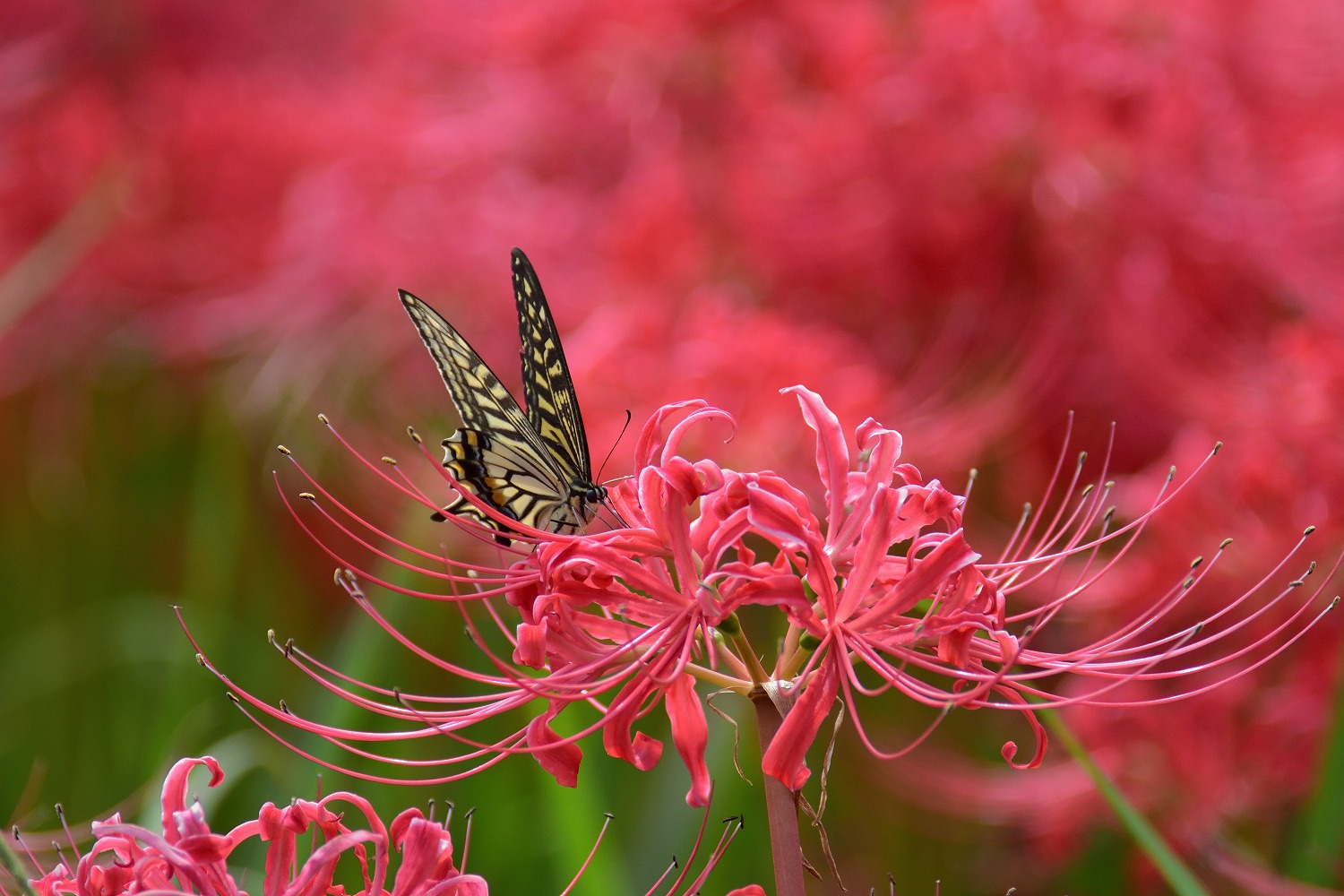 彼岸花と蝶 （久留米市 高良川河川敷） : むら智の徒然なるままに
