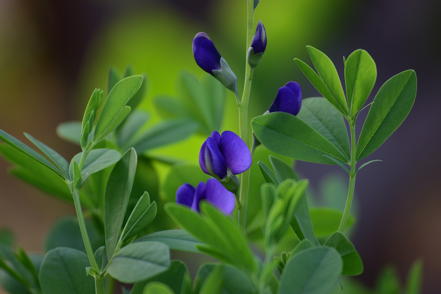 マメ科の花 むら智の徒然なるままに