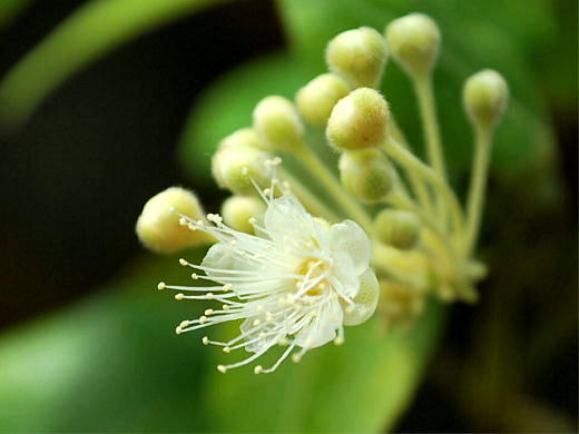 レモンマートルの花が咲きました むら智の徒然なるままに レモンマートルの花が咲きました むら智の徒然なるままに
