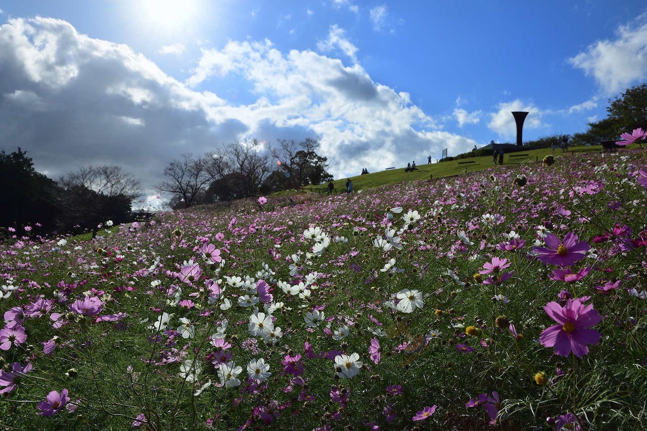 白木峰高原のコスモス 長崎県 諫早市 むら智の徒然なるままに