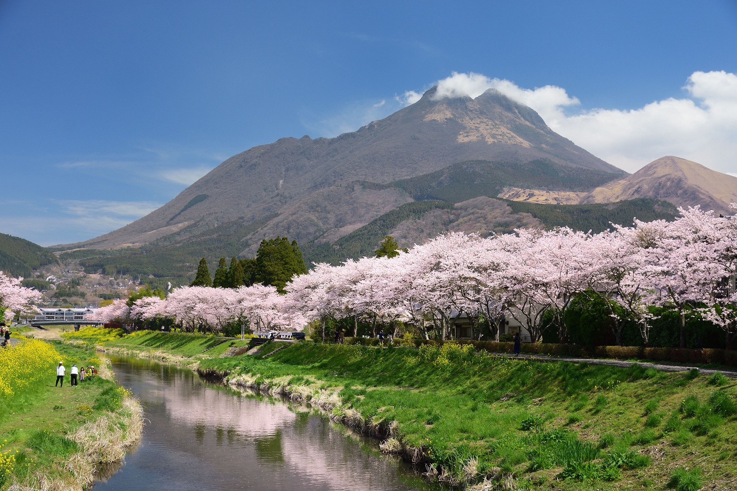 由布院の桜並木 むら智の徒然なるままに 由布院の桜並木 むら智の徒然なるままに