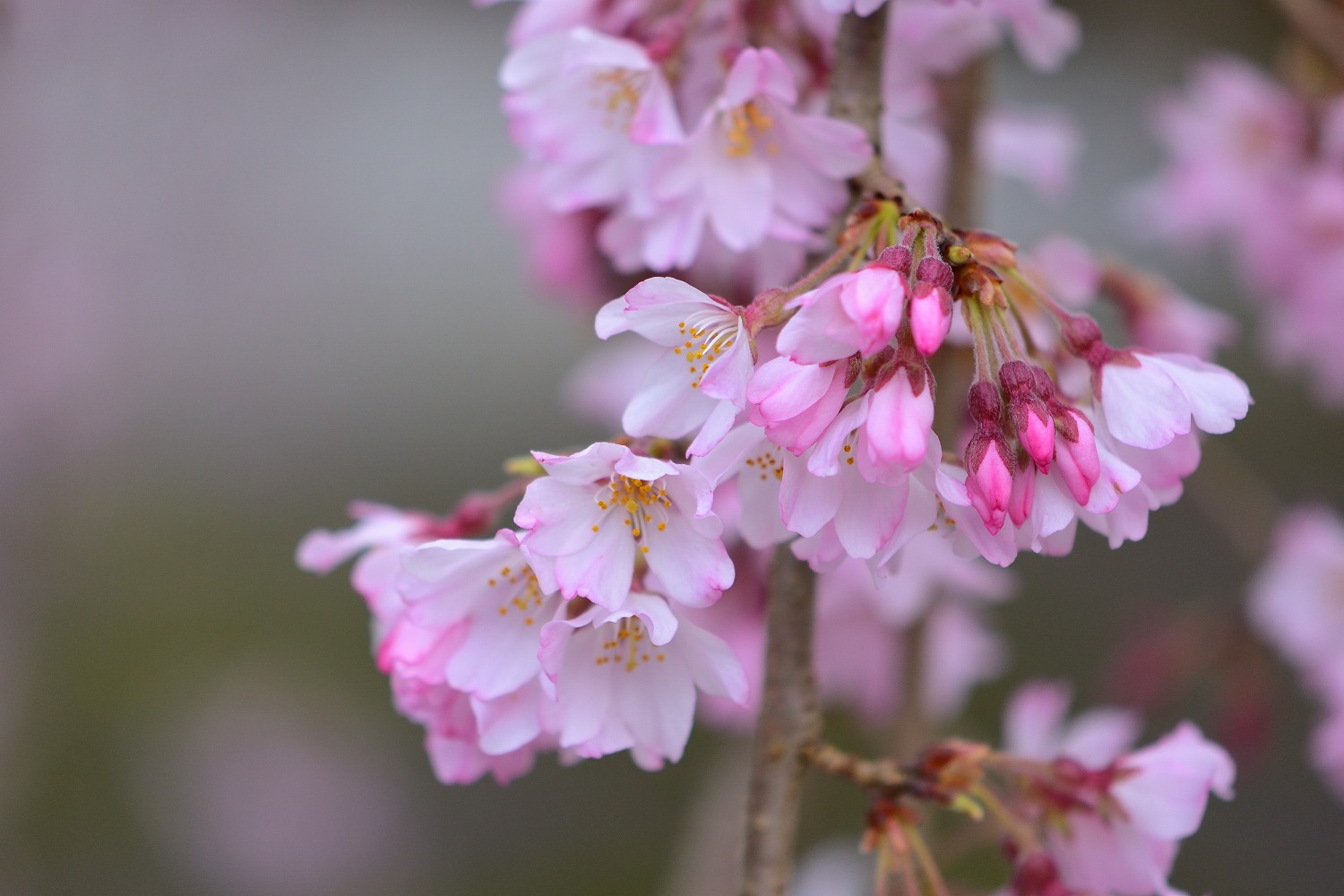 真浄寺のしだれ桜 中津市山国町 むら智の徒然なるままに 真浄寺のしだれ桜 中津市山国町 むら智の徒然なるままに