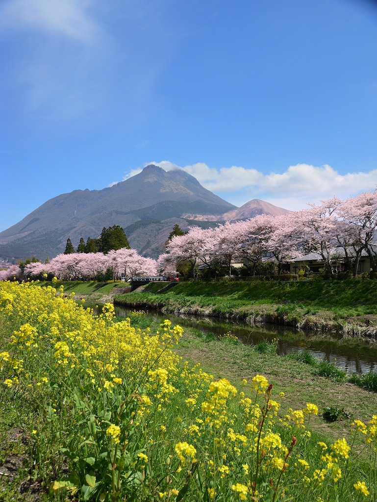 油絵湯布院の桜菜の花由布岳のF6号です