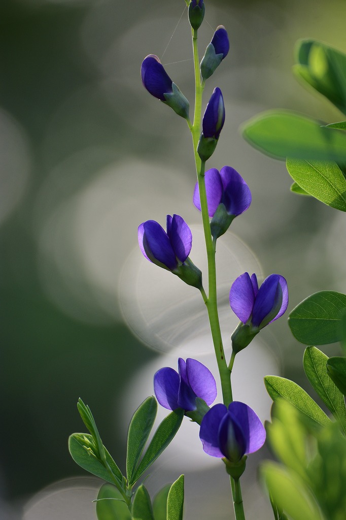 マメ科の花 むら智の徒然なるままに