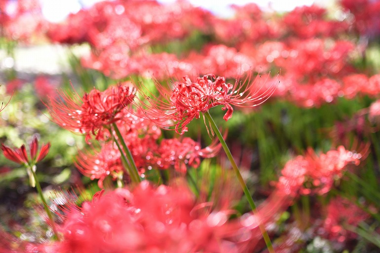 七つ森古墳の彼岸花 18 大分県竹田市 むら智の徒然なるままに