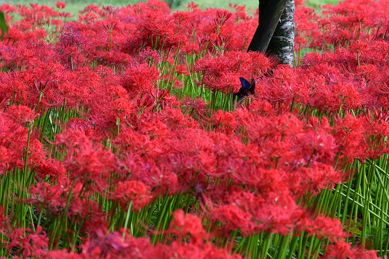 七つ森古墳の彼岸花 18 大分県竹田市 むら智の徒然なるままに
