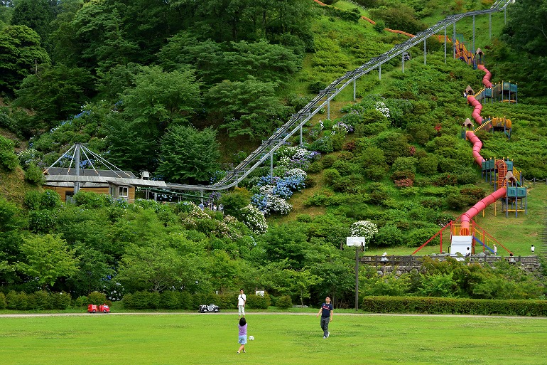 高取山公園の紫陽花 佐賀 神埼 むら智の徒然なるままに