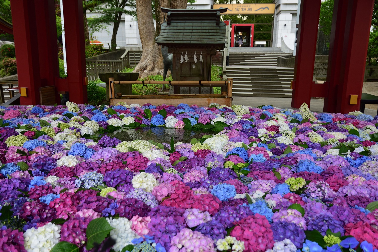 太宰府天満宮 紫陽花の花手水 むら智の徒然なるままに