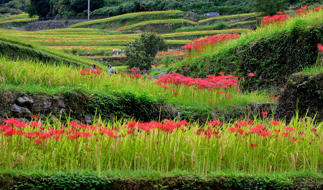 うきは つづら棚田の彼岸花 2016 むら智の徒然なるままに