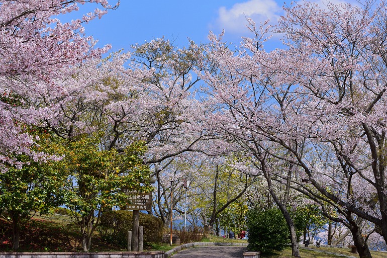 大山公園の桜 （長崎県 松浦市 福島町） : むら智の徒然なるままに
