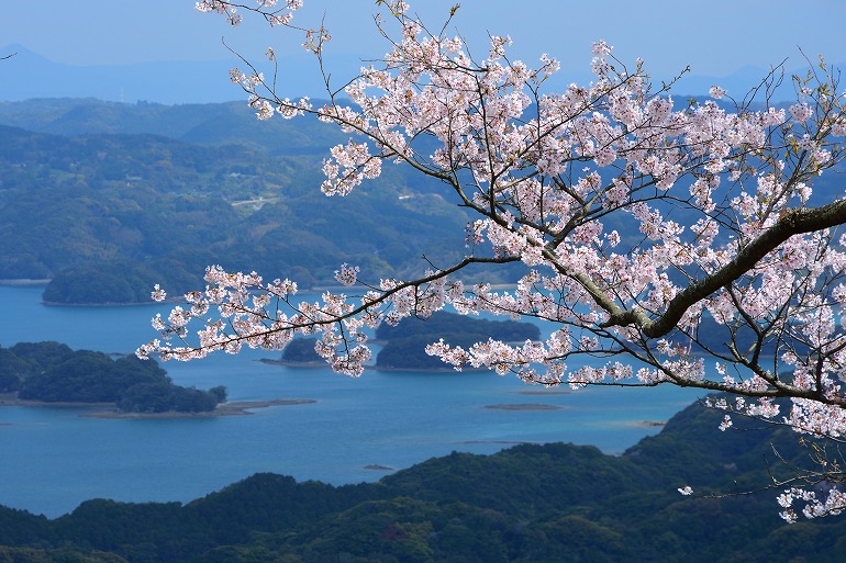 大山公園の桜 （長崎県 松浦市 福島町） : むら智の徒然なるままに
