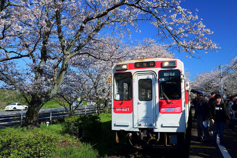 浦ノ崎駅 桜のトンネル 伊万里市 むら智の徒然なるままに 浦ノ崎駅 桜のトンネル 伊万里市 むら智の徒然なるままに