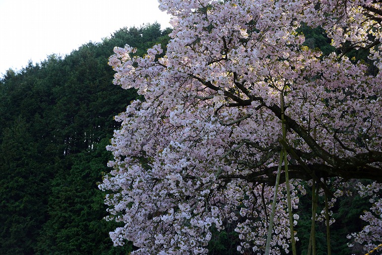 佐賀桜巡り 納戸料の百年桜 18 嬉野市 むら智の徒然なるままに 佐賀桜巡り 納戸料の百年桜 18 嬉野市 むら智の徒然なるままに
