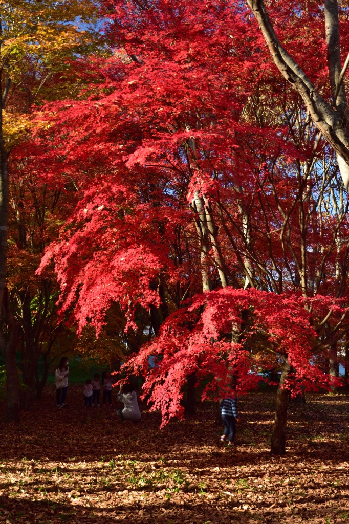 宮原もみじ公園の紅葉（熊本県小国町） : むら智の徒然なるままに