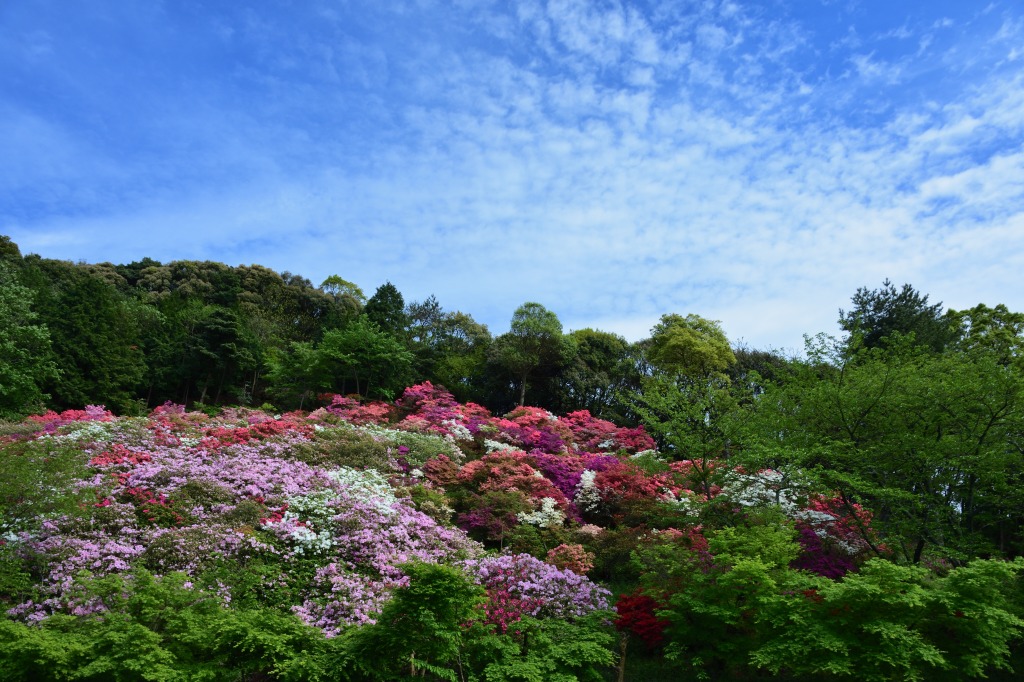 久留米森林つつじ公園 むら智の徒然なるままに