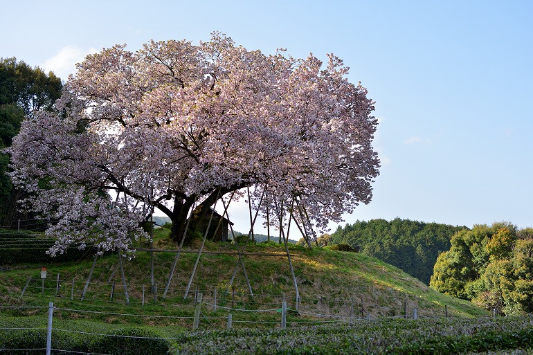 佐賀桜巡り 納戸料の百年桜 18 嬉野市 むら智の徒然なるままに 佐賀桜巡り 納戸料の百年桜 18 嬉野市 むら智の徒然なるままに