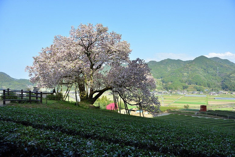 佐賀桜巡り 納戸料の百年桜 18 嬉野市 むら智の徒然なるままに 佐賀桜巡り 納戸料の百年桜 18 嬉野市 むら智の徒然なるままに