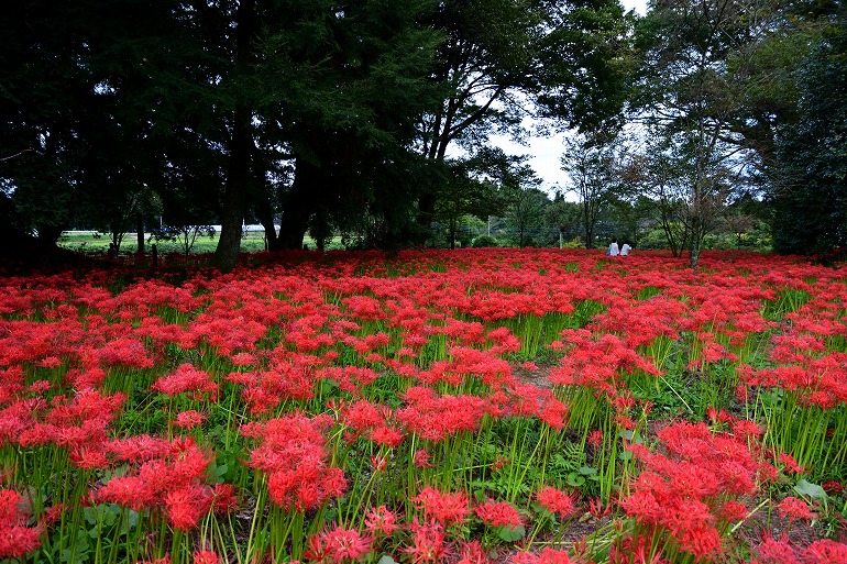七つ森古墳の彼岸花 18 大分県竹田市 むら智の徒然なるままに