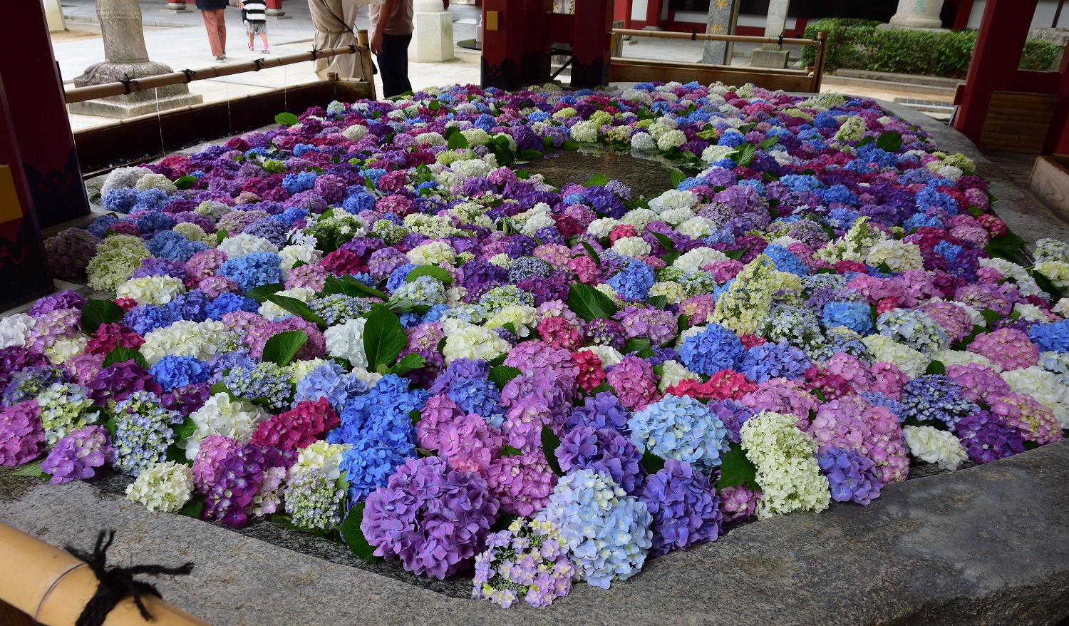 太宰府天満宮 紫陽花の花手水 むら智の徒然なるままに