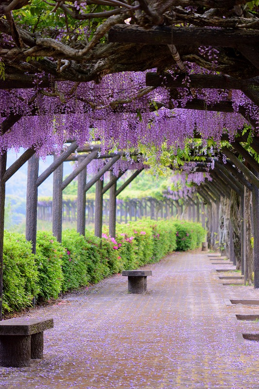 日本一長い藤棚 佐賀 嬉野 むら智の徒然なるままに