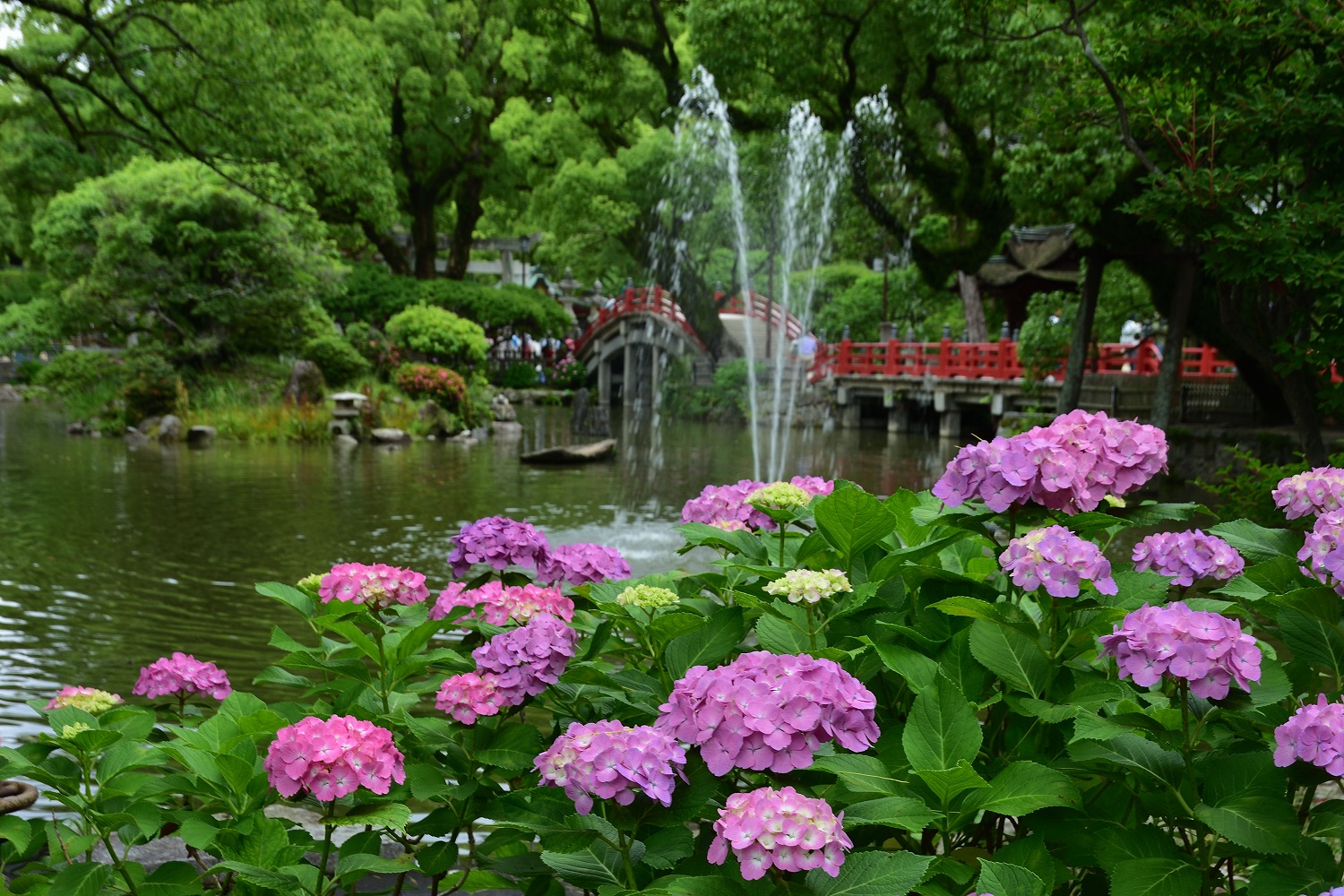 太宰府天満宮 紫陽花の花手水 むら智の徒然なるままに