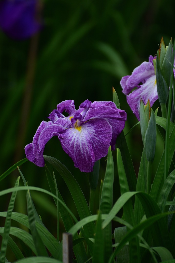 大宰府天満宮 花菖蒲 21 むら智の徒然なるままに