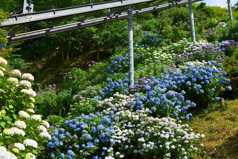 高取山公園の紫陽花 佐賀 神埼 むら智の徒然なるままに