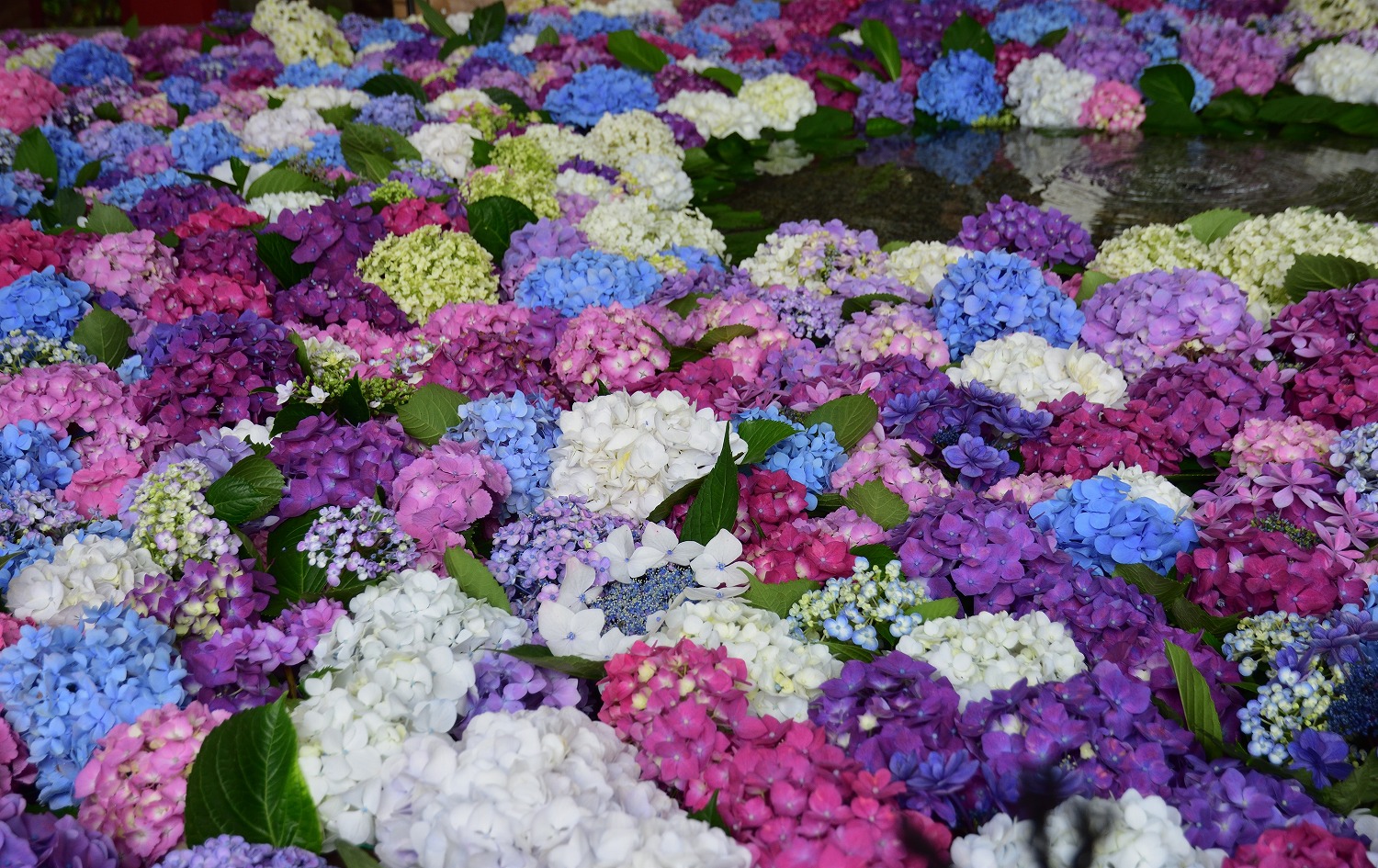 太宰府天満宮 紫陽花の花手水 むら智の徒然なるままに