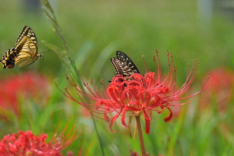 蝶と彼岸花の油彩画シルバーフレーム F4
