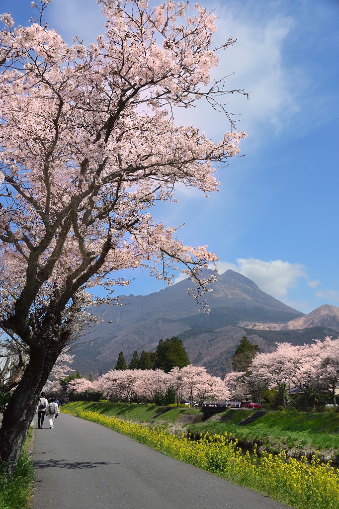 由布院の桜並木 むら智の徒然なるままに 由布院の桜並木 むら智の徒然なるままに