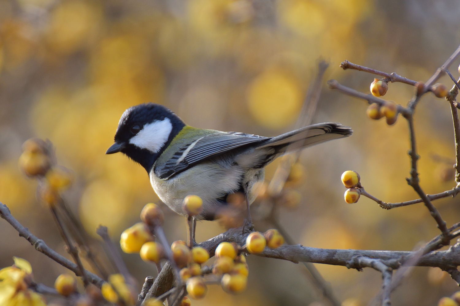 蝋梅とシジュウカラ＆ウグイス : むら智の徒然なるままに