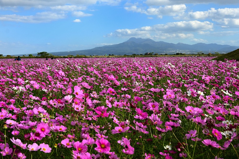 自然干陸地フラワーゾーンのコスモス 諫早市 むら智の徒然なるままに