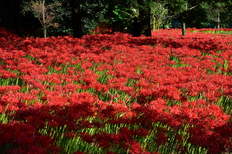 七つ森古墳の彼岸花 18 大分県竹田市 むら智の徒然なるままに