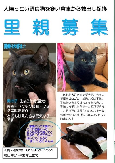 サンボちらし