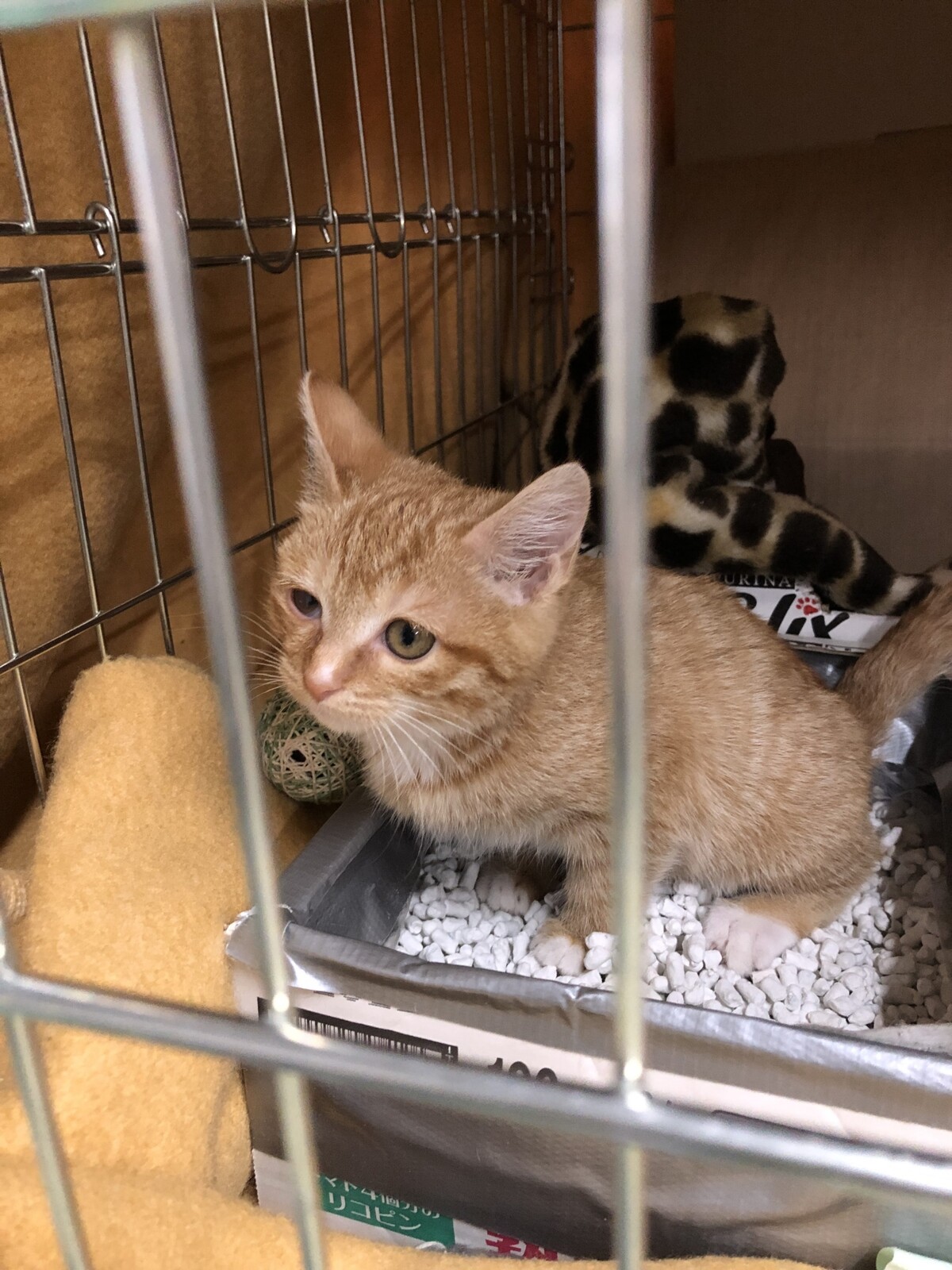 保護猫 4週目突入 里親さん トライアル決定 植物日記