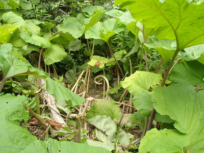 P7271043
