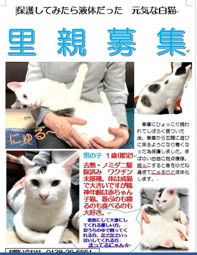 シロタ　ブログ用