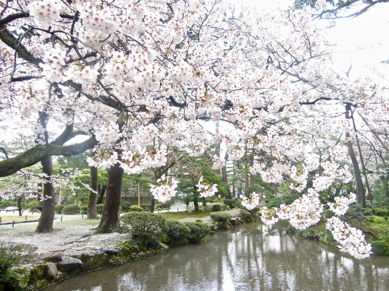 18 兼六園の桜 しなやかに生きて行こう