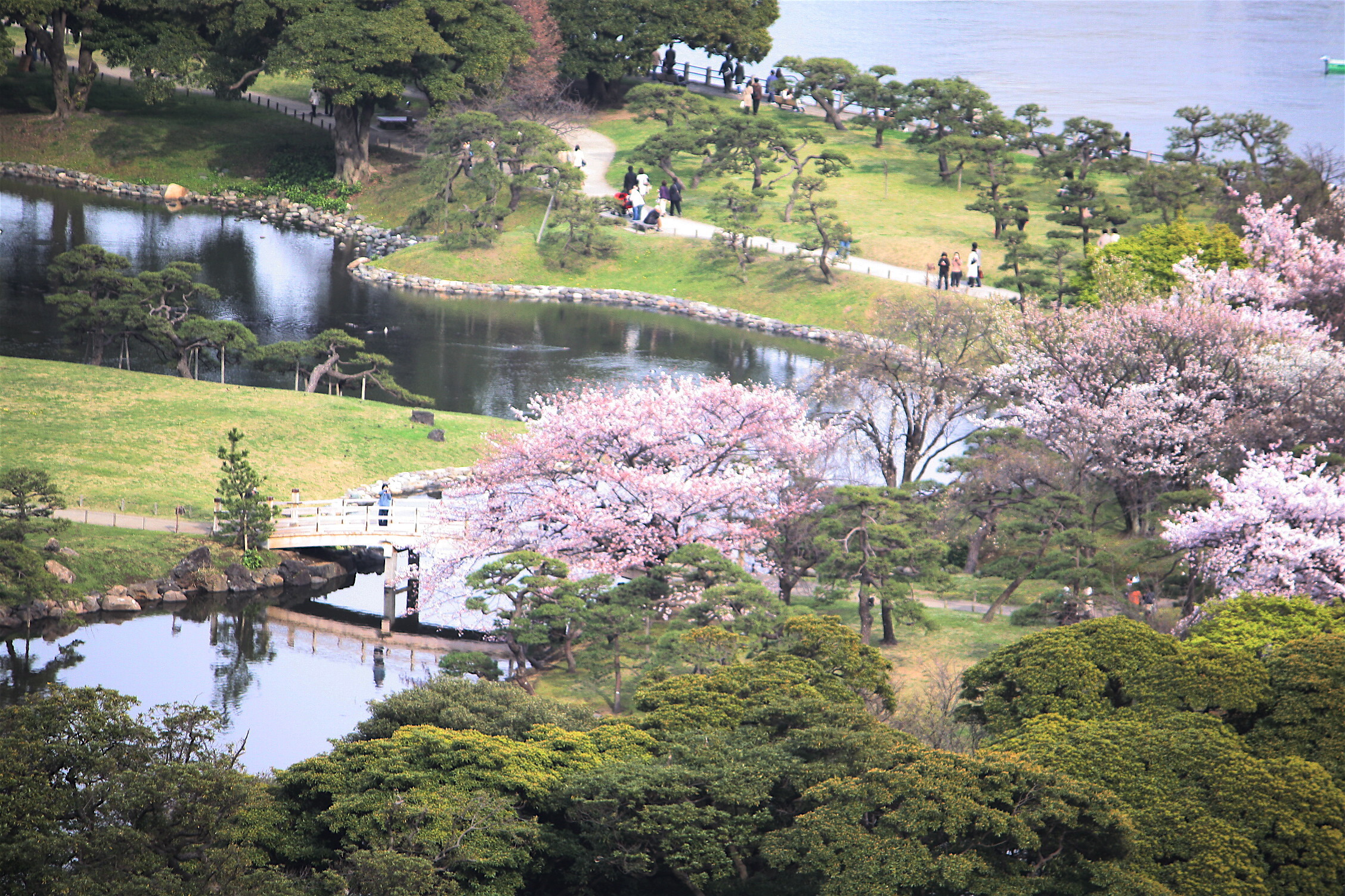 ー 09 ー 浜離宮の桜 女性医師の呟き