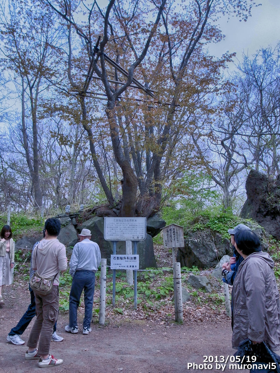 石割桜 有珠善光寺 室蘭近郊の情報blog