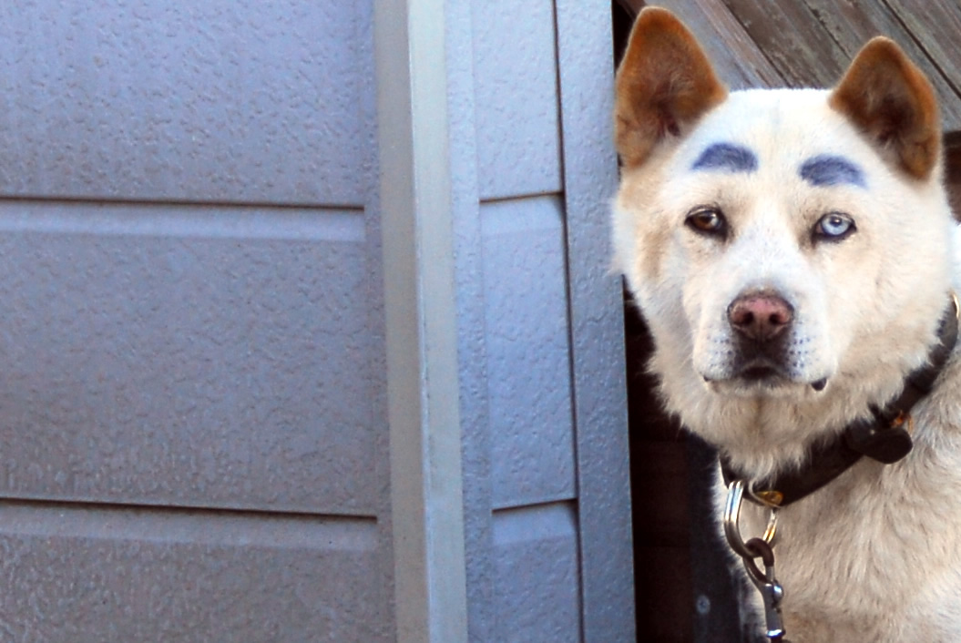 今日のゴン太 室蘭近郊の情報blog