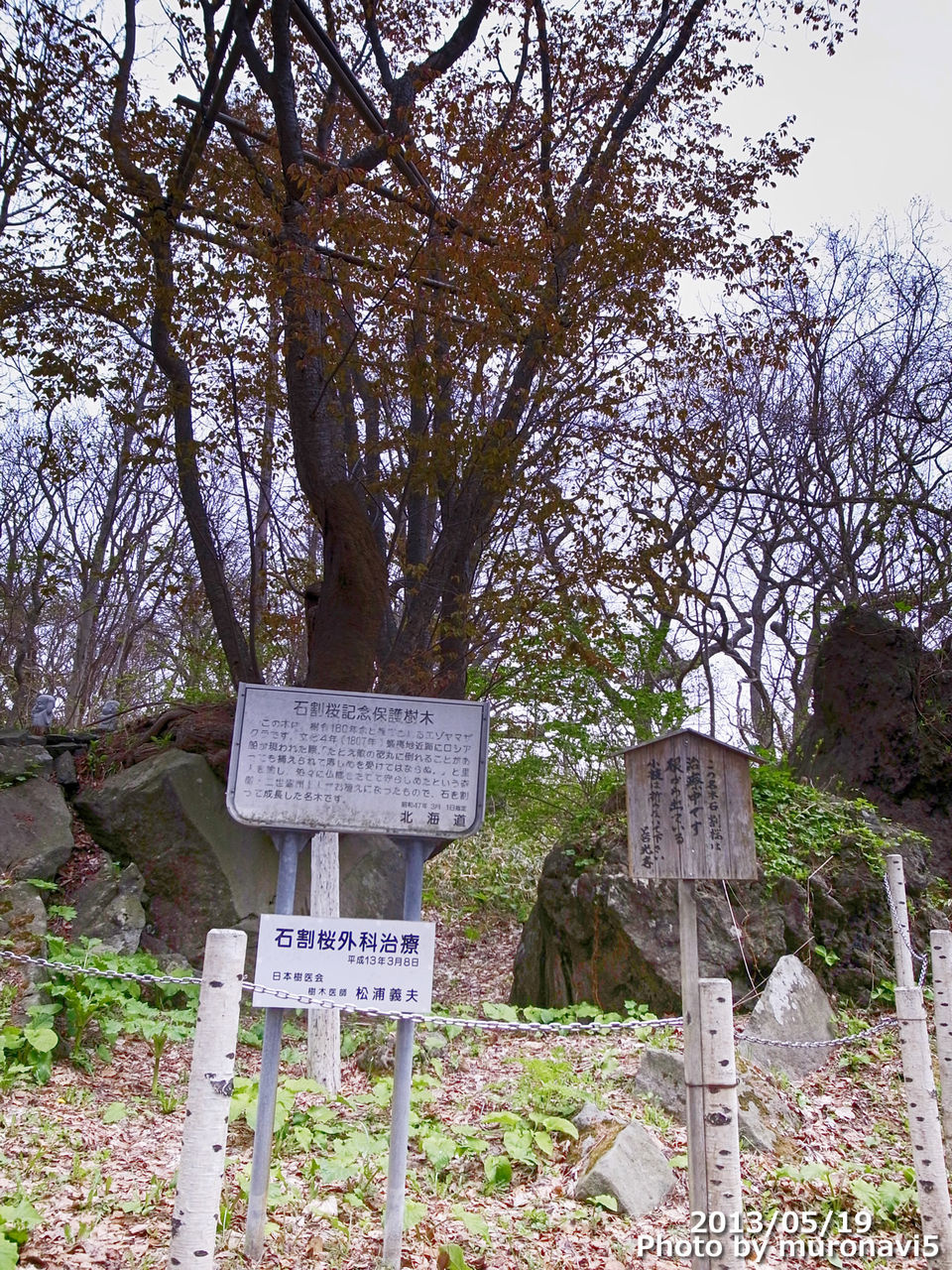 石割桜 有珠善光寺 室蘭近郊の情報blog
