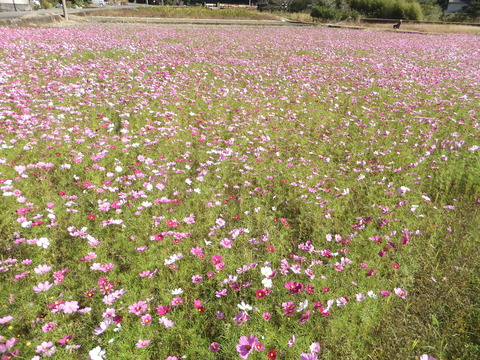 DSCF9575_s