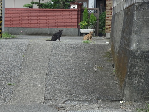DSC00990