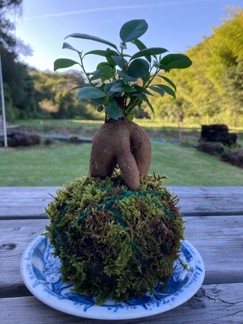 夏休みもの作り体験.苔玉