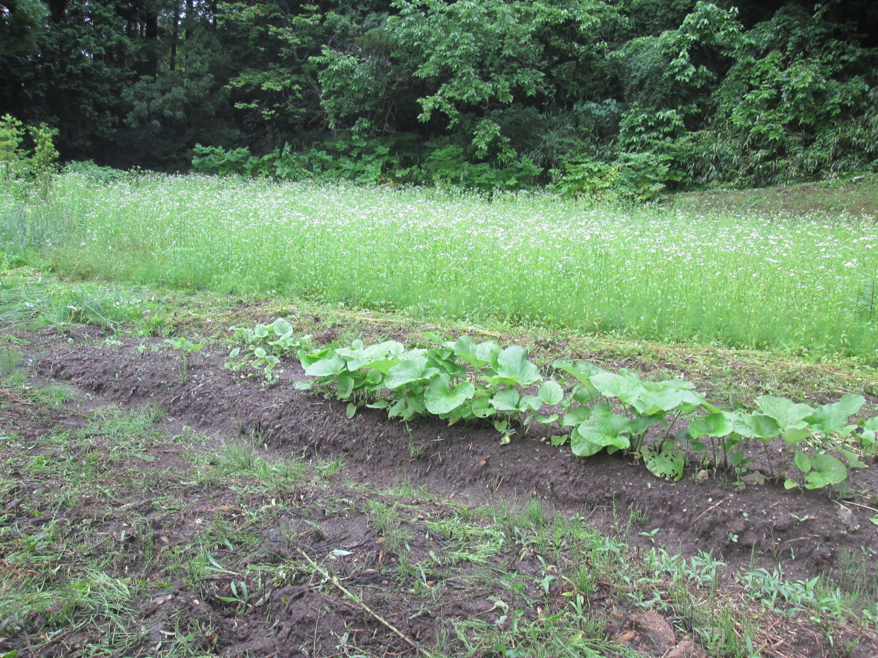 ごぼう畑 室屋の野良仕事 ごぼう畑 室屋の野良仕事