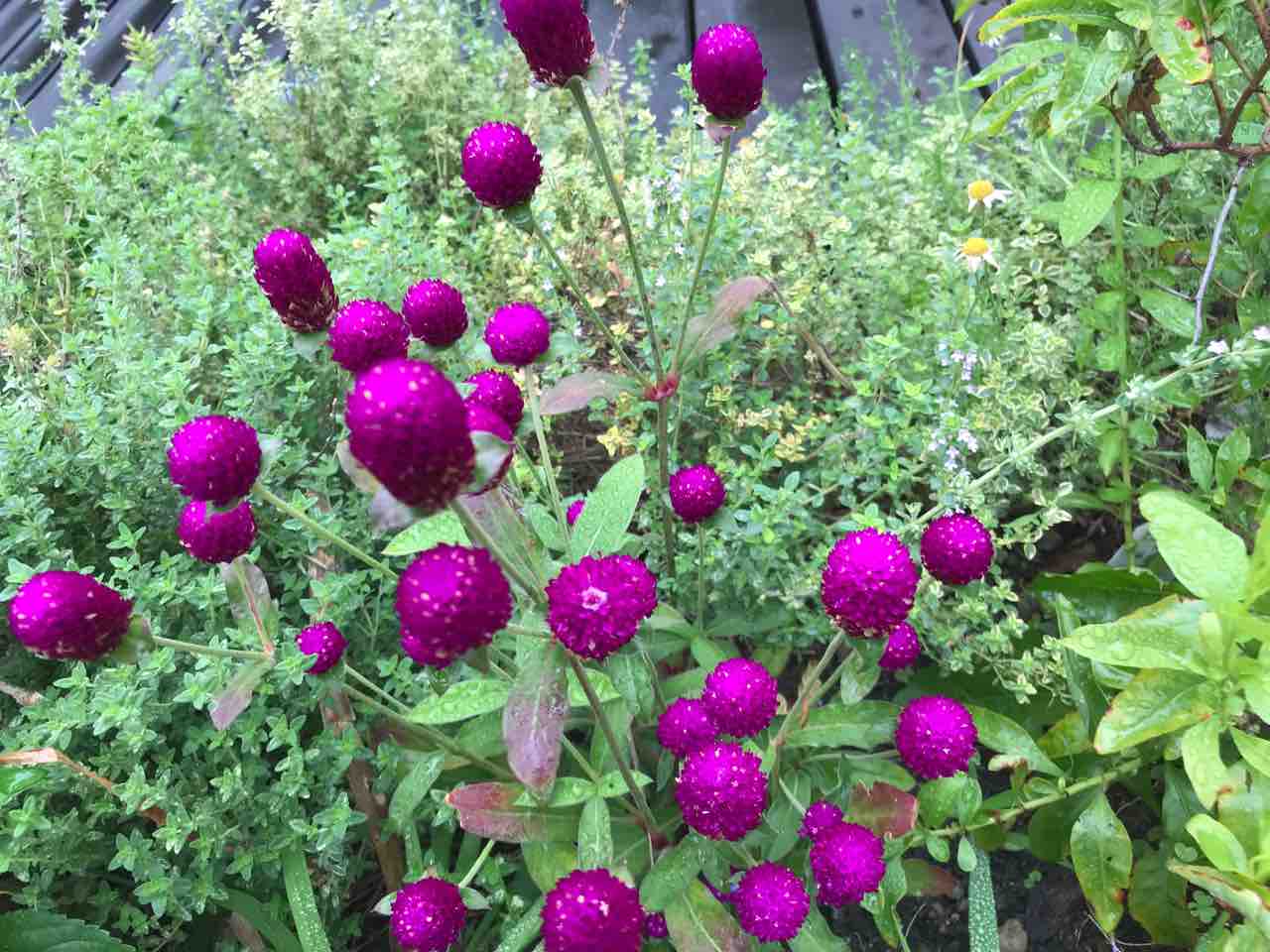 紛らわしい名前の植物たち ボケるにはまだ早いーakiさんのリタイア生活奮闘記ー